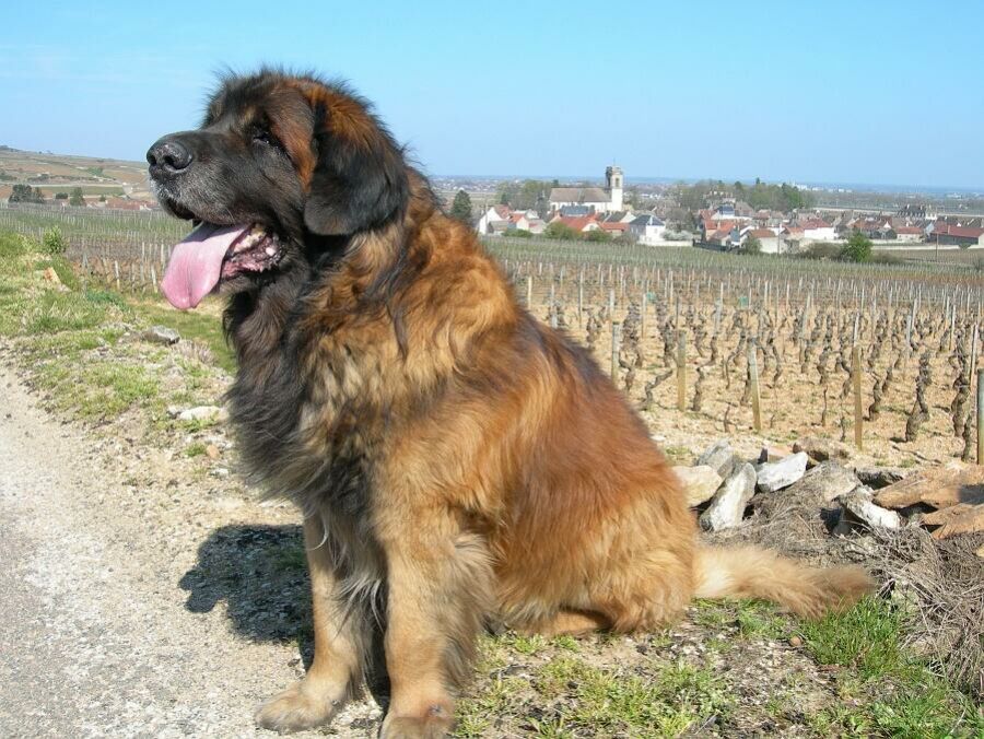 Imagem leonberg